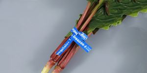 เน็คไทบิดผัก